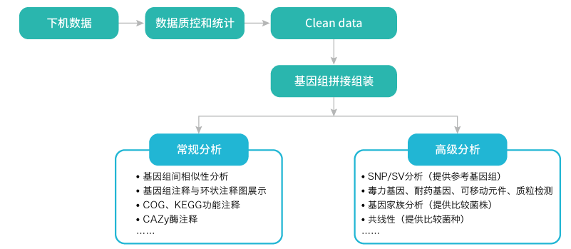微生物基因组重测序-分析-K8凯发国际基因